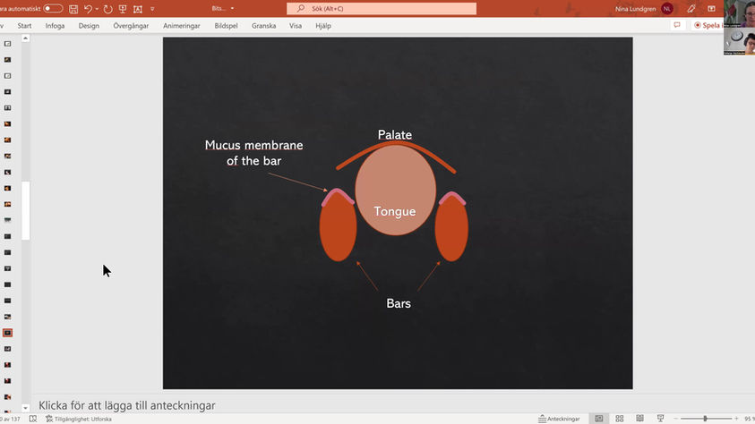 Webinar: Basic Bitfitting for the Horse Owner